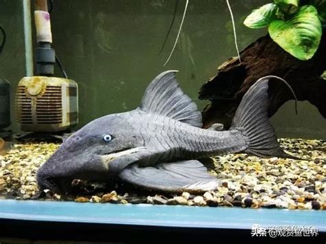 異形魚種類|如何飼養和繁殖異型魚